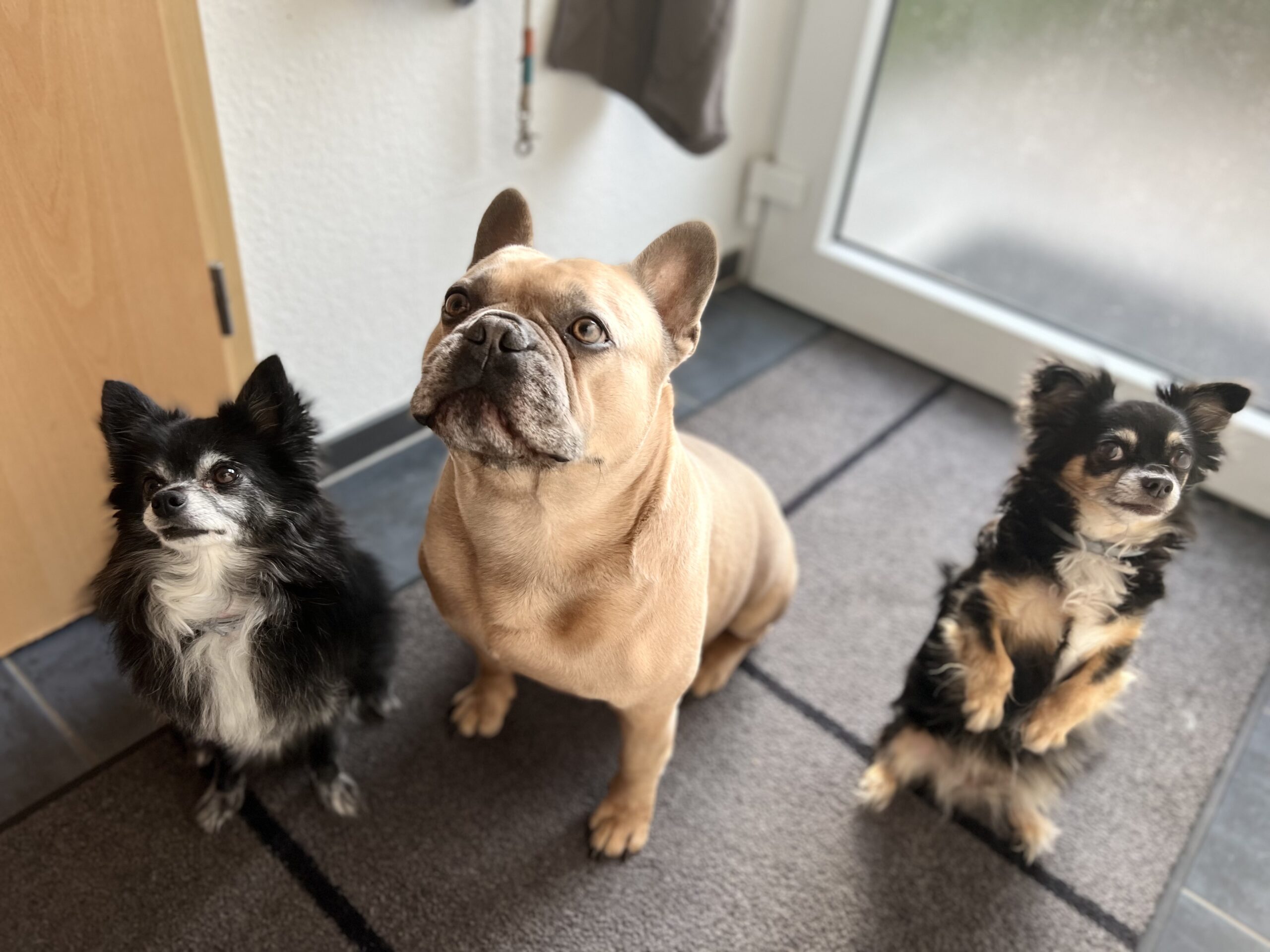 Handling domestic animals during public events